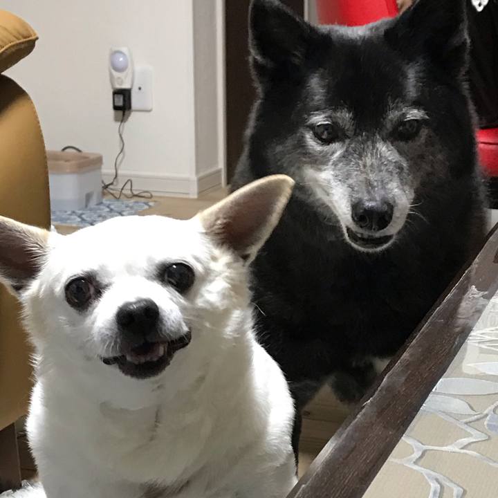 2dfb702e ed5f 451c af5d f57f210b6688 1619828699098