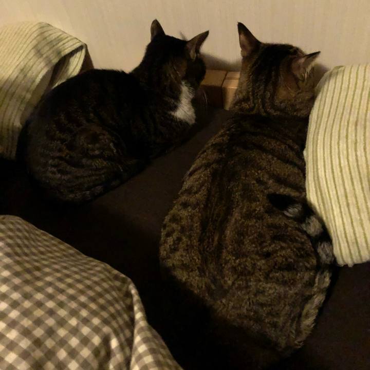 2dfd6593 03c1 4bee b2e2 3155e7c95efc 1521921709822