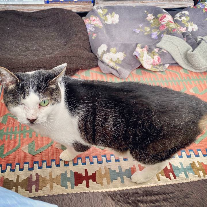 2dfe63ad b821 4788 9249 2b8676a4a097 1586925541015