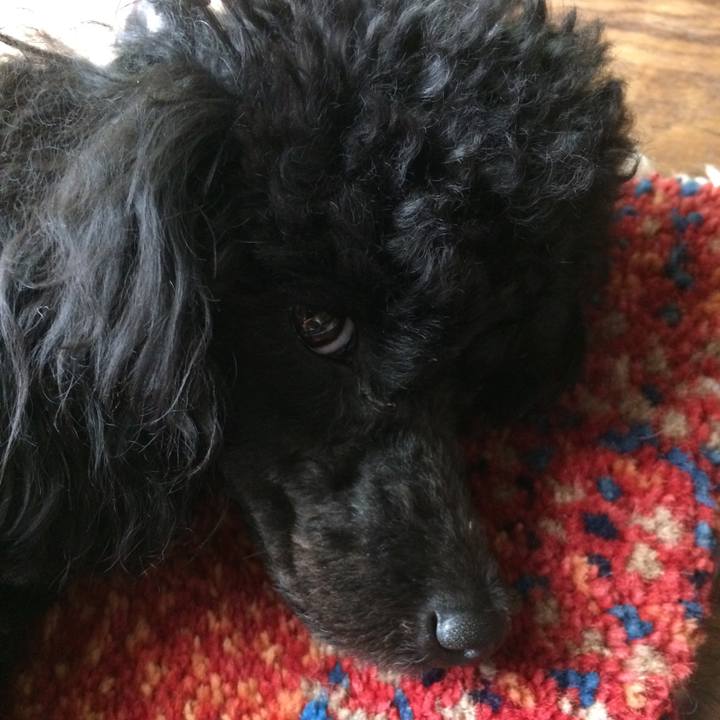 2dfec486 461f 43f4 996e 10ea7fbaddcb 1528940747274