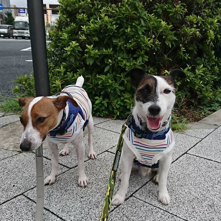 2e007c98 3366 4be8 a1fc 2e8fc6285076 1532819717820