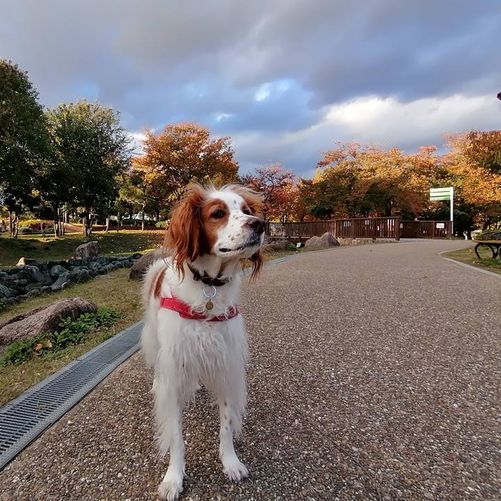 2e04a6fd d640 4400 8b41 d327faa40ee2 1604922729800