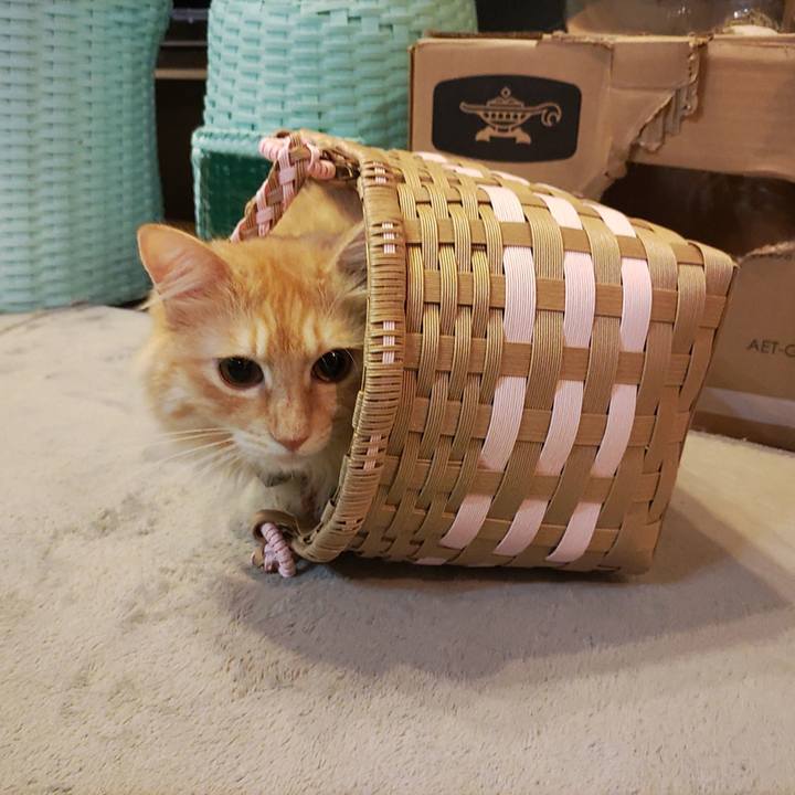 2e07d5d6 0bc5 41c4 a2d4 d493c486374f 1660699055742