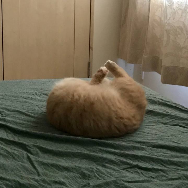 2e089b4d 9d04 4320 b324 d694459011dc 1550970993486