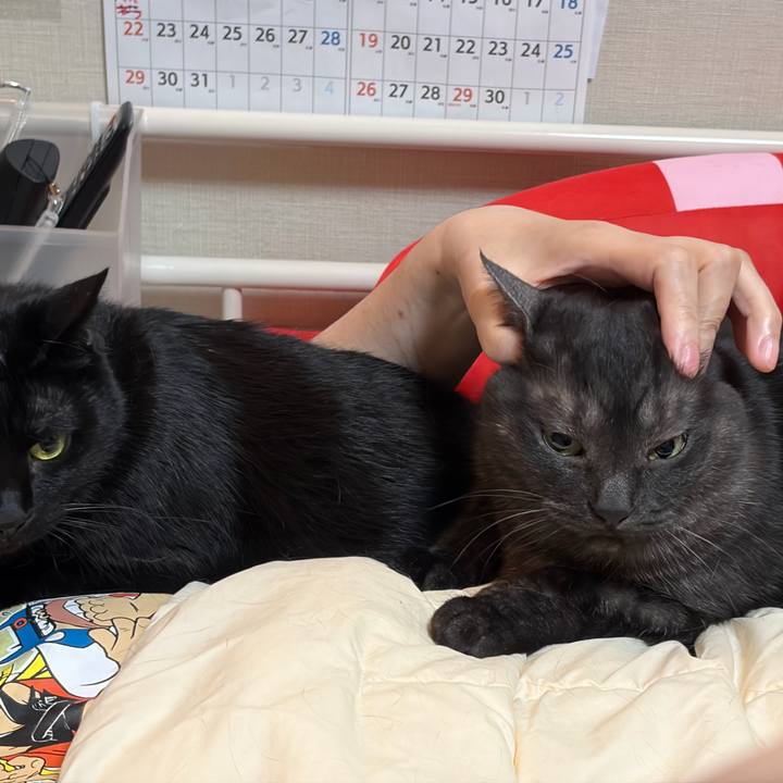 2e09f785 1e9f 466e 9219 16c74d47e189 1772370257754