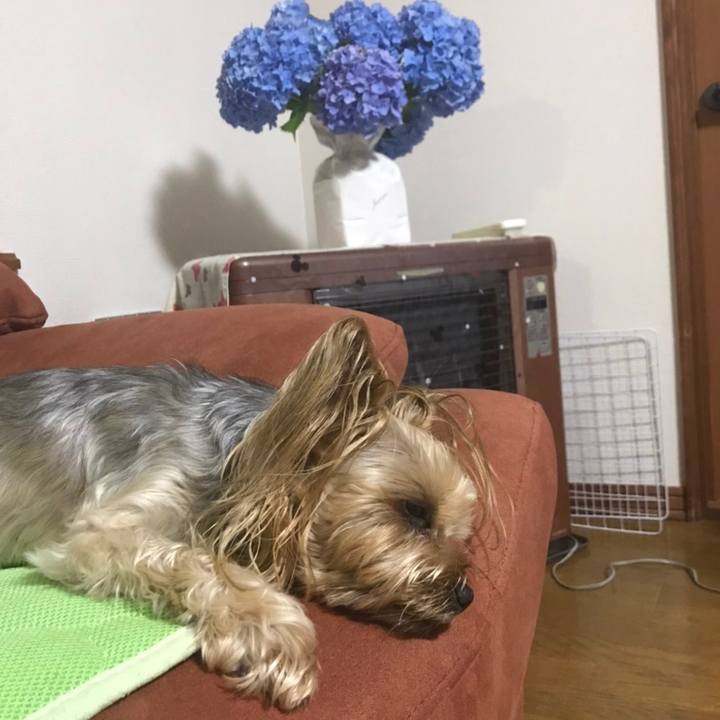 2e0bf31c ae9e 40cc 85e7 a5c708e91b6a 1595491709358