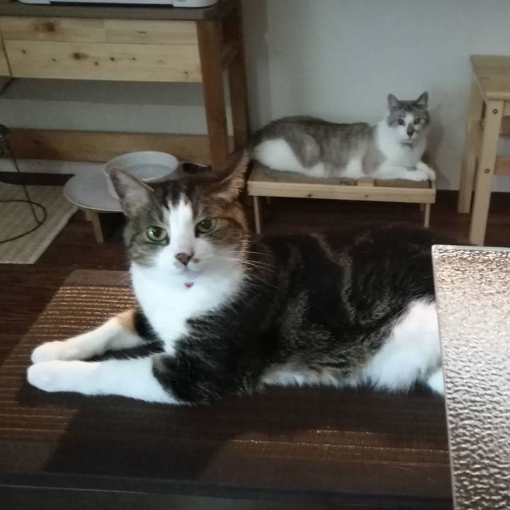 2e0cfe1c 1106 49cd 8ceb e0fe5174a992 1564744719701