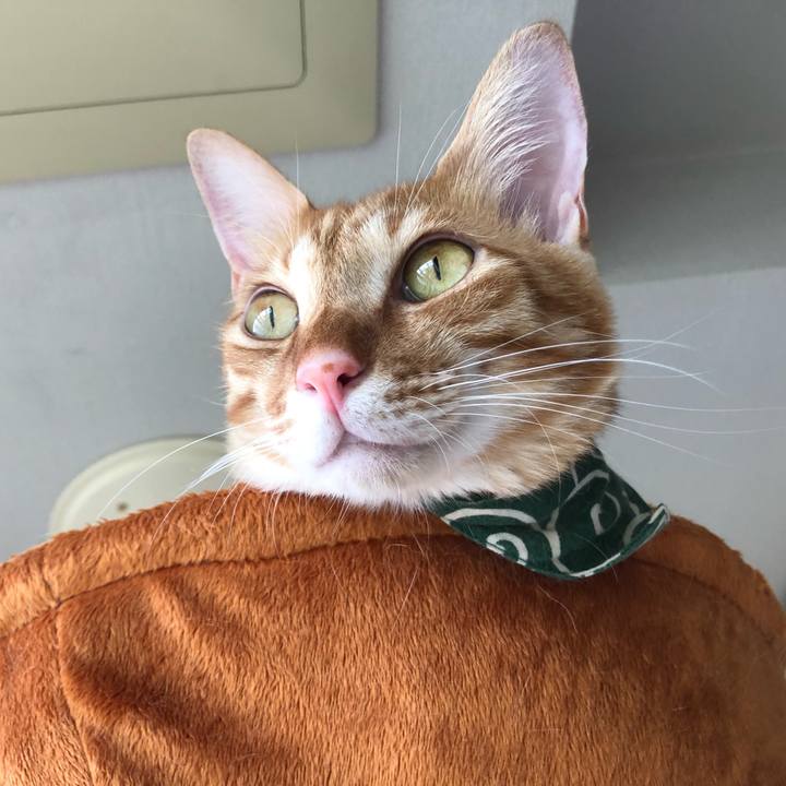 2e0da05d 5cb0 4240 951a 4ab9448016bf 1629526458896