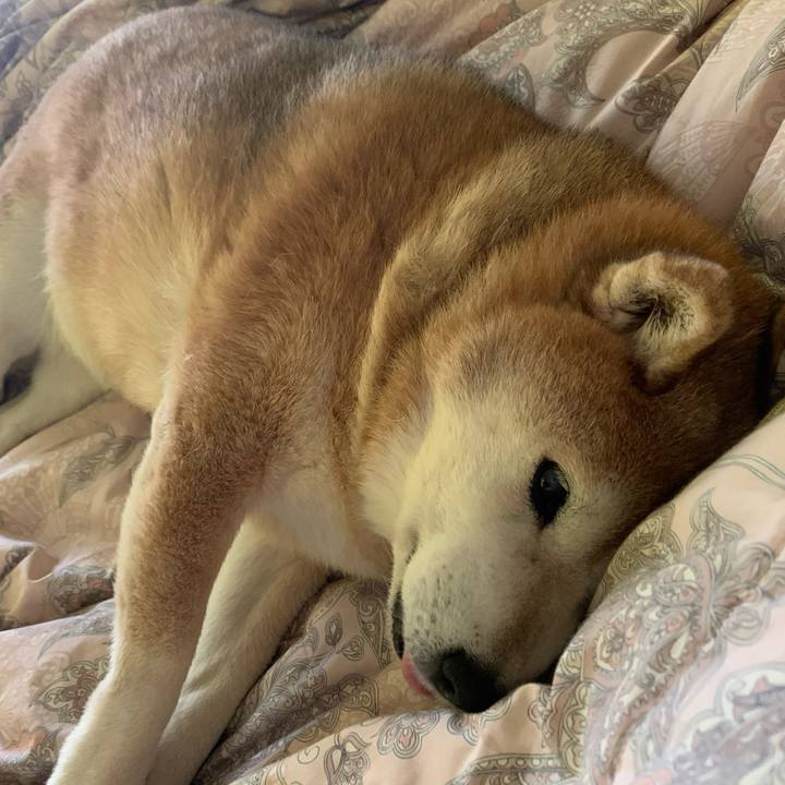 2e0f65c2 ec45 4246 bc49 1756509cac48 1586570724576