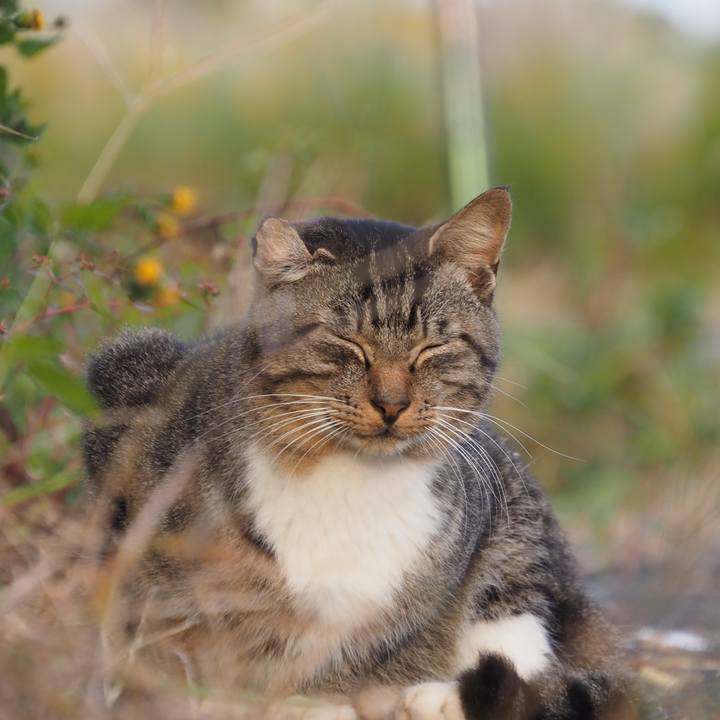 2e158936 14cf 4339 afdc f661385b9295 1603809407985