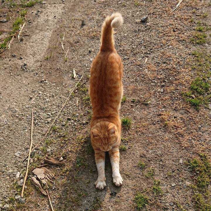 2e167665 17b7 436a a30c e78ee369d91c 1588371112429