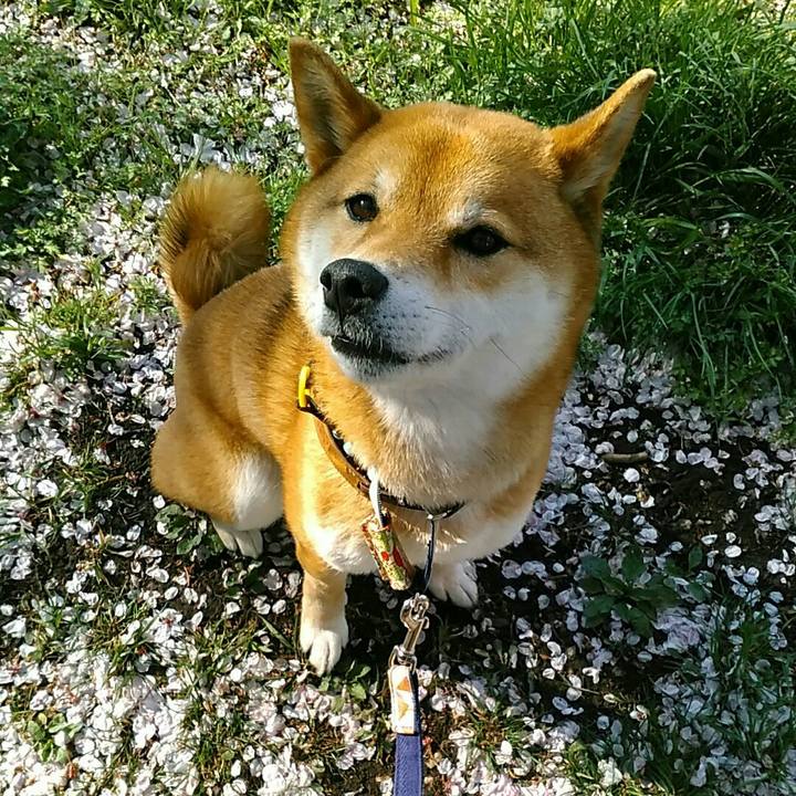 2e17d0b4 5224 4984 9558 197f48f7be3d 1555315431168