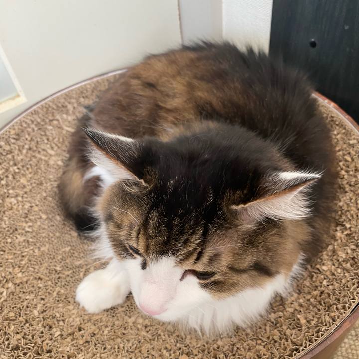 2e184d9e 4c91 41e9 98da 861790d592fc 1738029421702