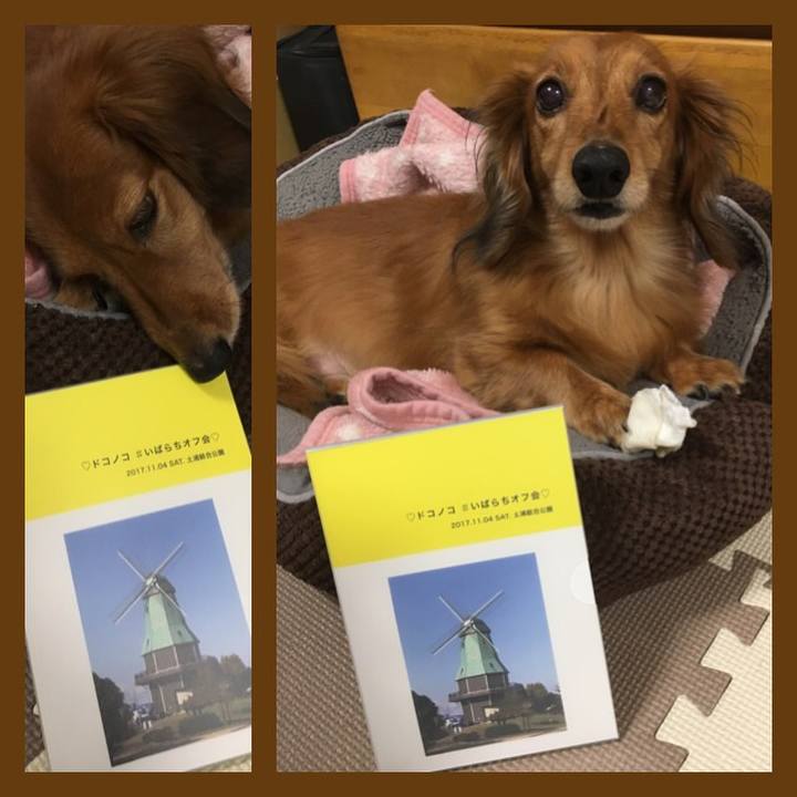 2e19e259 11e2 451e 8c93 b311f67803ec 1510872432231