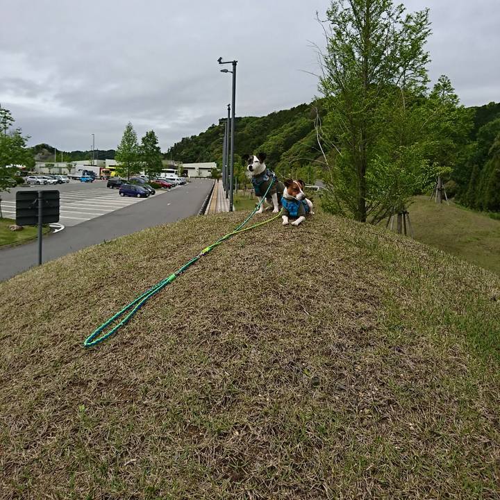 2e1fa39a a483 42ee b482 e1c8fd94a820 1556672764133