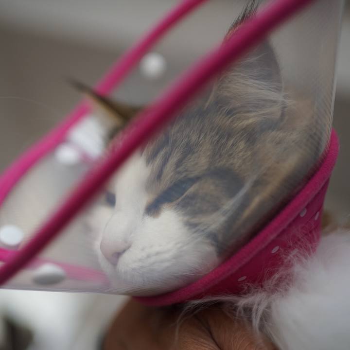 2e20ae76 0057 4226 81f1 a27b3a0871e0 1588477257815