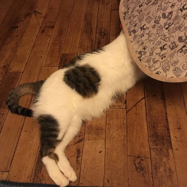 2e229f19 181f 44d6 83bd 52465be1c0c9 1551627594638