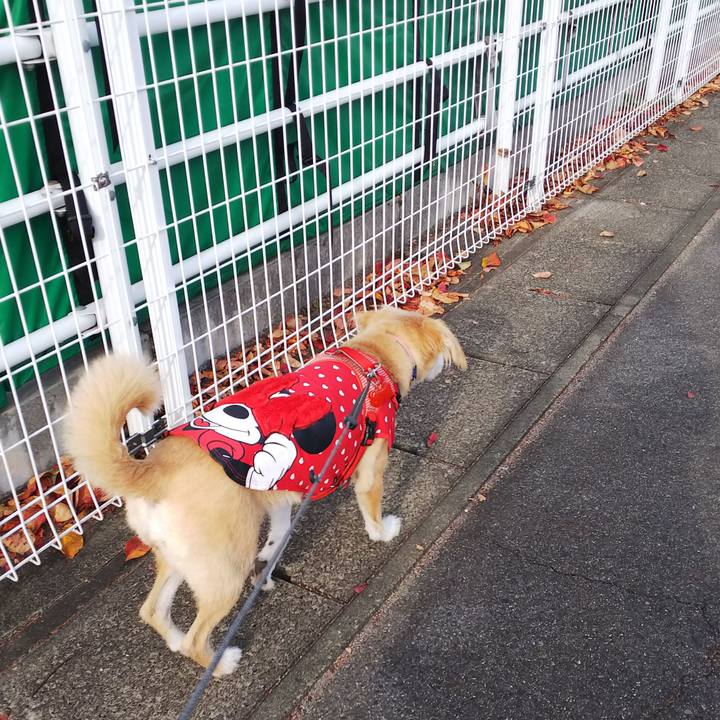 2e233686 a8cf 4dce 989e e36cefa8ea20 1543198413849