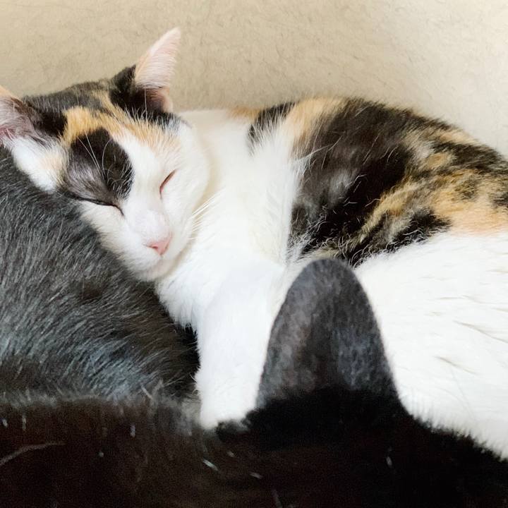 2e23e7eb b7fc 41ed b02b e3a688e825fd 1552183462794