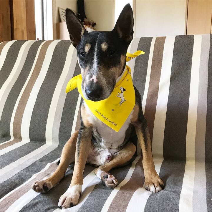 2e242bff 7cbd 47cf bfc7 d6dcf3aea698 1524371140251