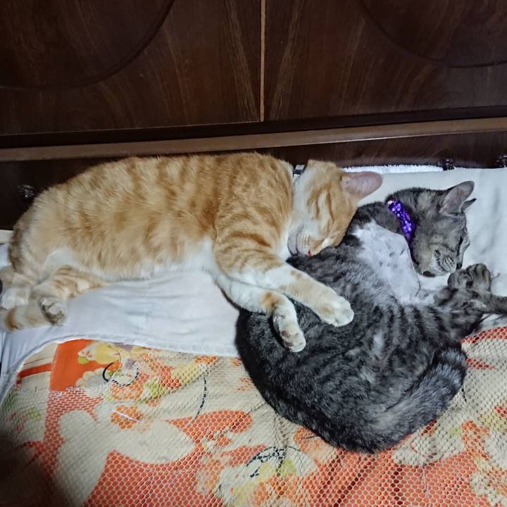 2e26ade7 4fb5 4f6a ab7c ed86b4586754 1588423514774