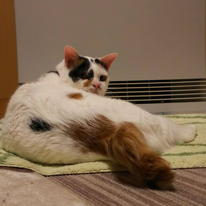 2e294919 3c25 4062 91fc 9853504058ae 1521805033516