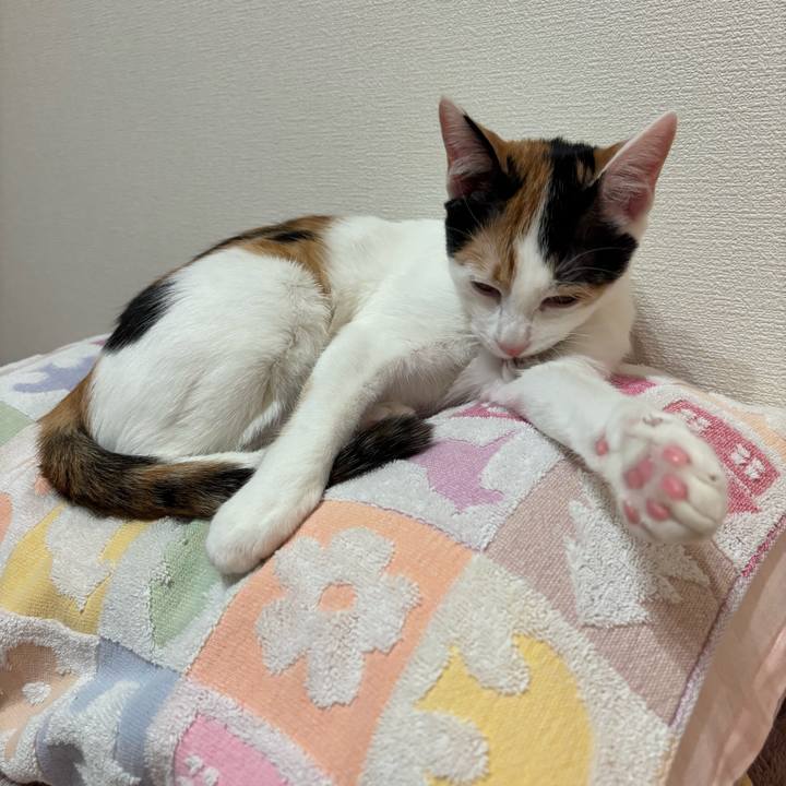 2e2a674d 503f 440a 8421 55f37cc14fe4 1763908678245