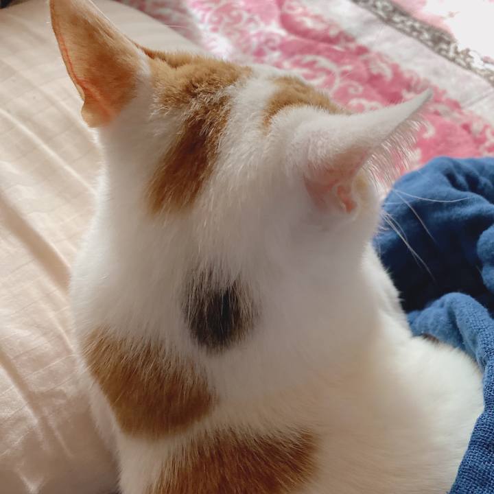 2e35160b d8c9 41f7 a4c2 19129a3910a4 1586528580203