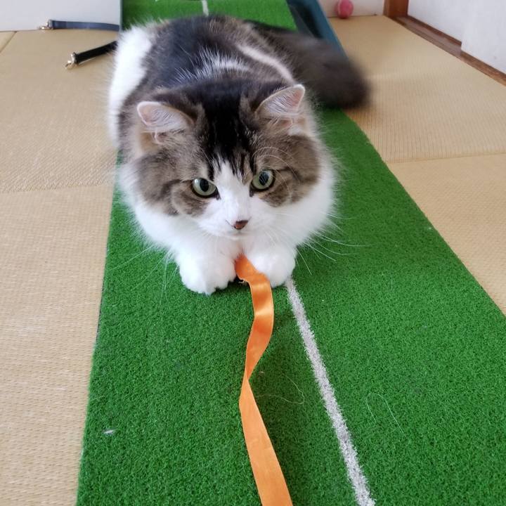 2e39821c 3b8e 4068 ae61 7e6b6aefd82d 1534636991330