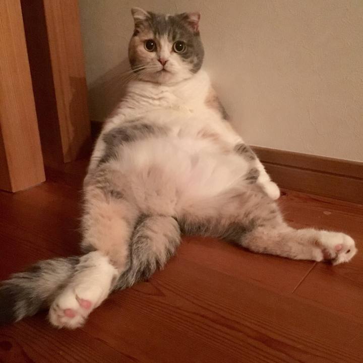 2e3986f9 ff53 41e0 bbe2 d27b0f4488b8 1546860463625