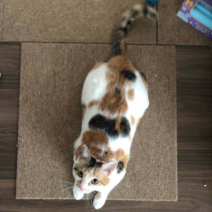 2e39889a 6e2c 4085 9c4d d1085b369676 1596670208630