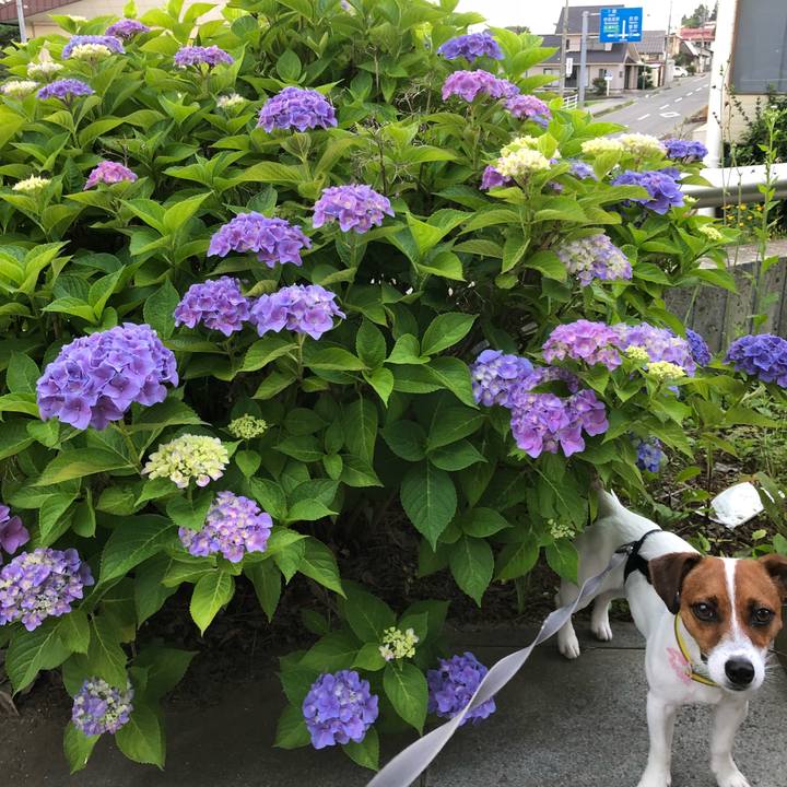 2e3b6c63 2688 4398 8862 73a785a4df41 1531142304250