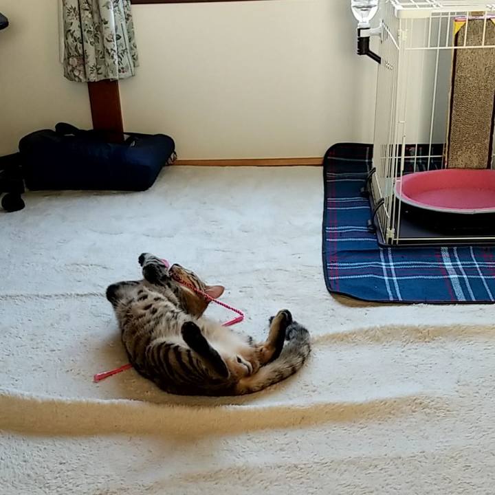 2e3b6f30 6b67 4a7e 9099 ba0bec990b37 1569469461009