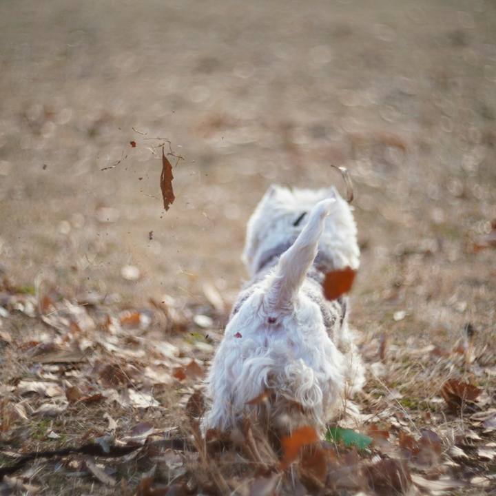 2e3c7a4c aa71 4eb5 9b15 0e06673ef767 1513849158753