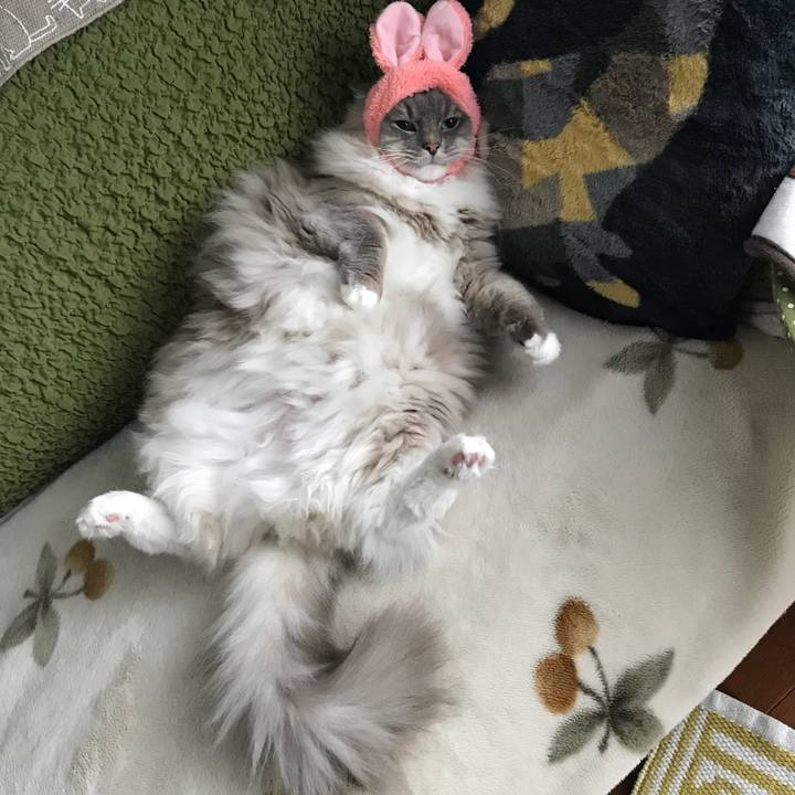 2e3e95e0 d274 4520 ab82 b2d126d6a4e8 1517747133549