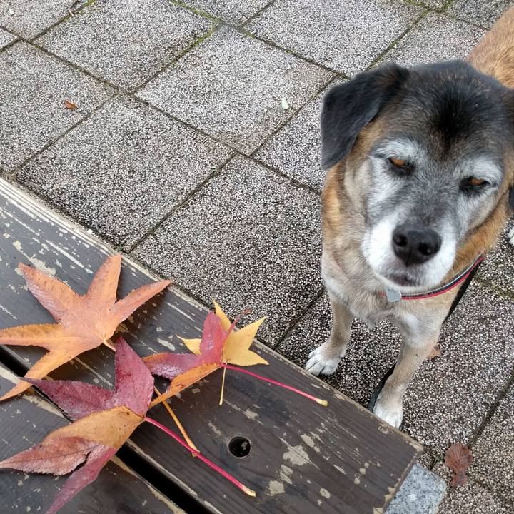 2e4a7f9c c933 4d08 8150 cebdc2cbd0e5 1510706109591