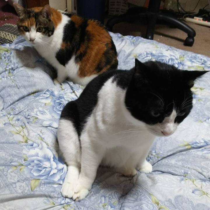 2e4ae8e2 d0e9 4533 9105 fef418d64e94 1545861336352