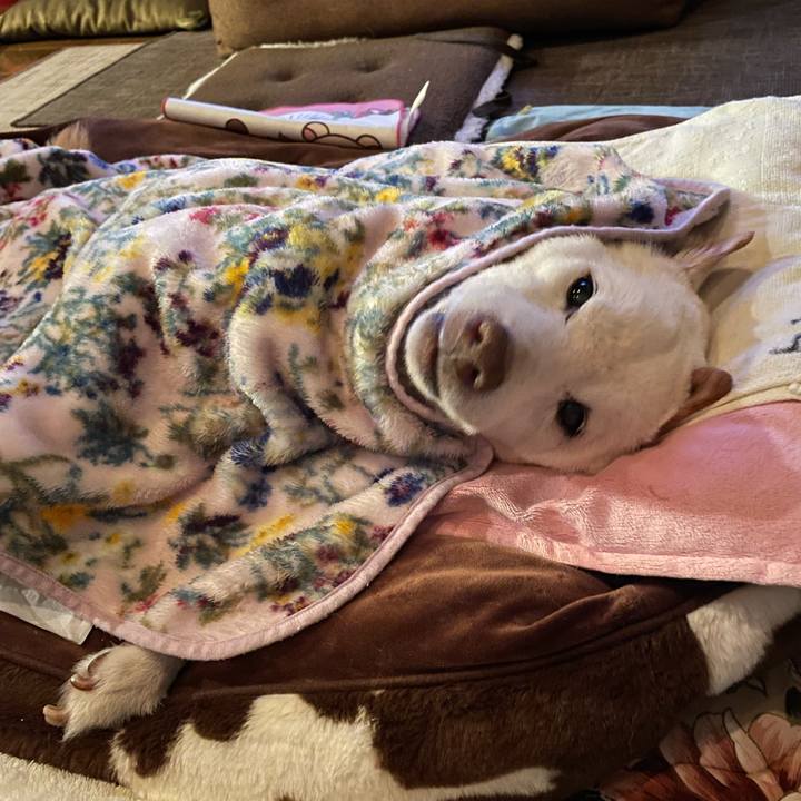 2e4bdf4d 68cb 4fd9 acf1 00517419974c 1677302042459