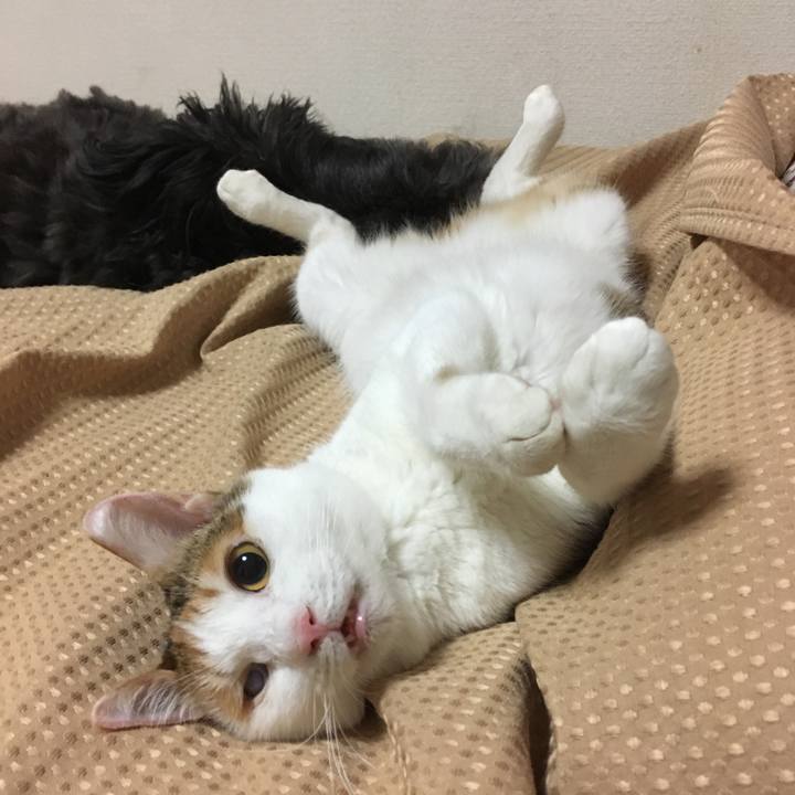 2e5758de 44a6 49a0 ae8e d2b1719ec35c 1624007065532