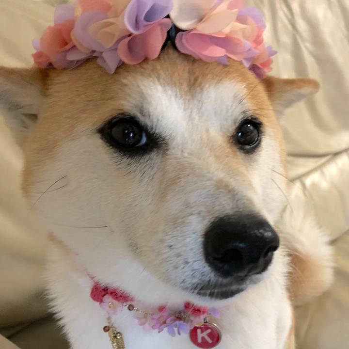 2e582a9f a997 420e b5e2 5a5939cae6b8 1525579083834