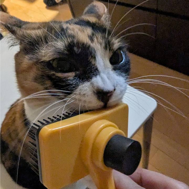 2e59938c cc56 467c a78c d83e94f3e167 1765343074620