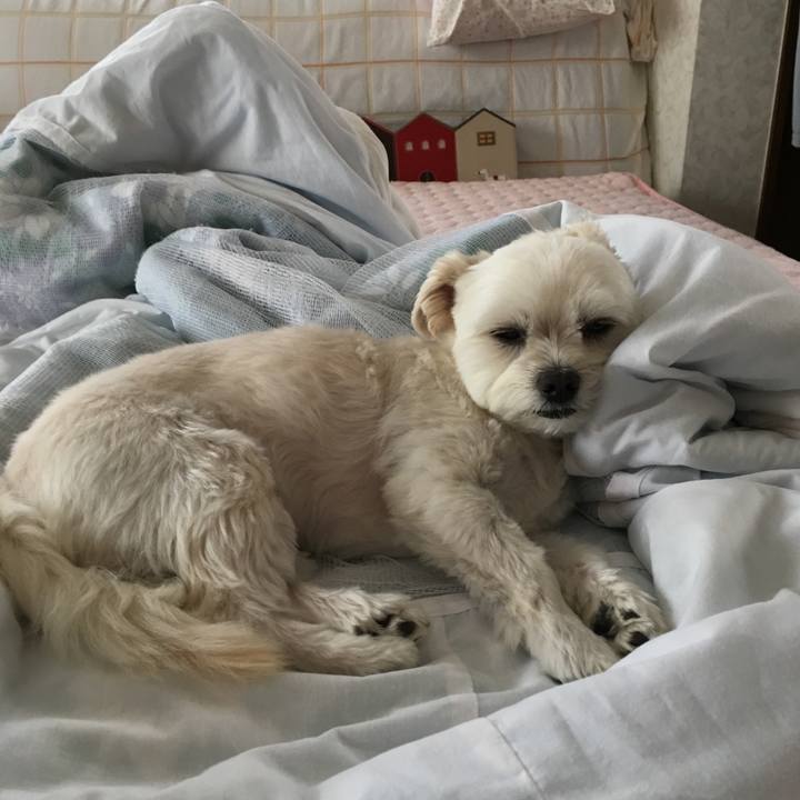 2e5e0a17 0399 4053 8a16 5036fbc2ee41 1526559309779