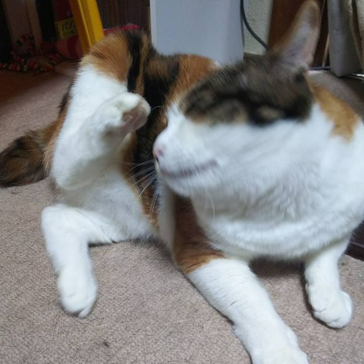 2e636ea7 0f3b 4368 bf3e 83efb25705c6 1528321419312