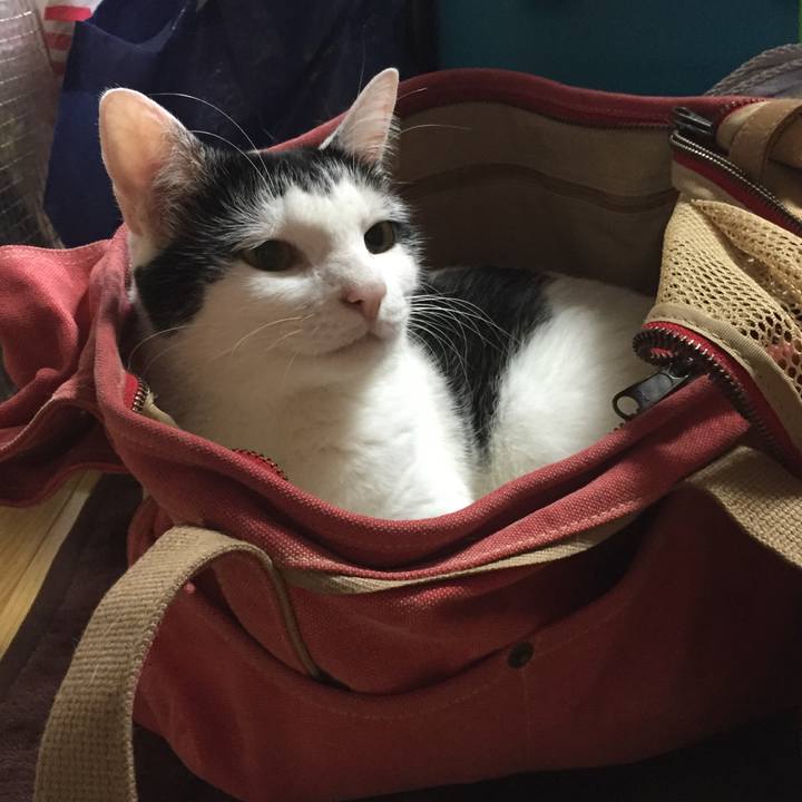 2e6a0d8e a588 4a1f 9581 5ac7572263a2 1533768781676