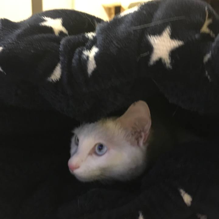 2e6a8e32 6215 4b1d 98f5 d702077ba941 1511827523196