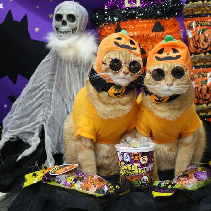 2e6d06a8 56fc 4296 9fa5 28901733fa82 1540916506134