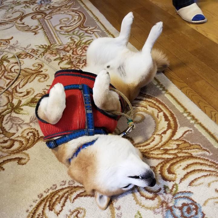 2e703486 b9cb 4cc0 98d0 722eab814149 1552431123099