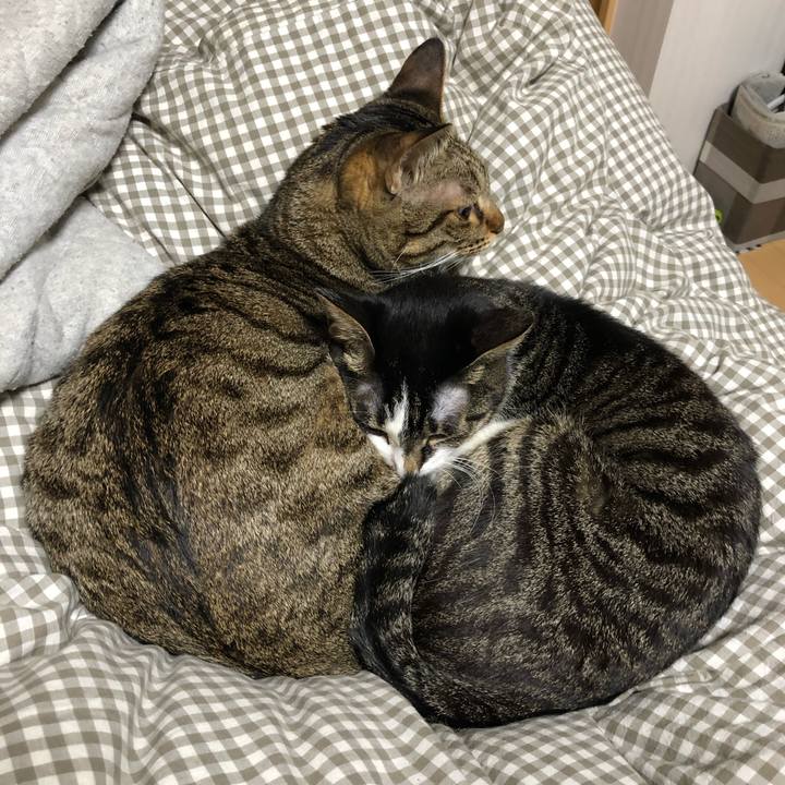 2e711382 bb43 4719 b412 98c01b602af7 1543627584109