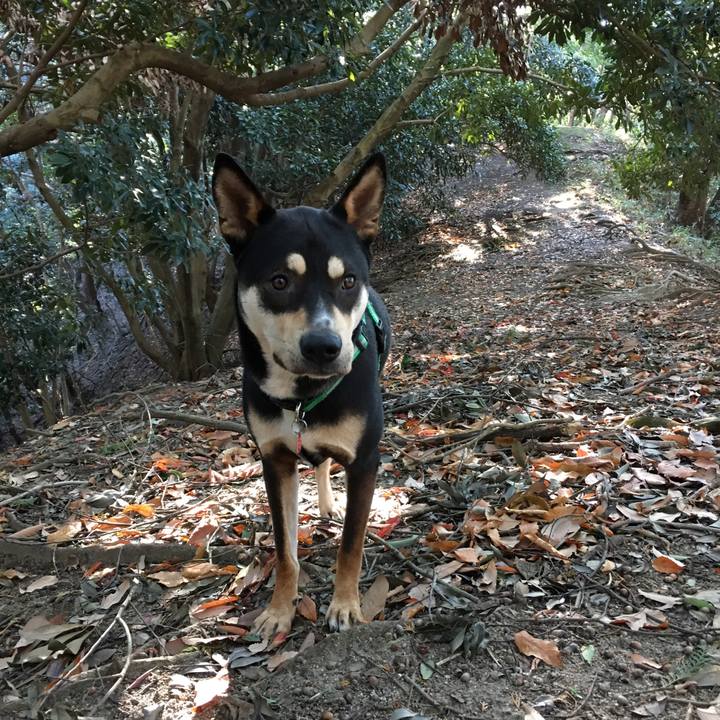 2e747586 6183 4050 a10b d7bae6de31cc 1512874871801