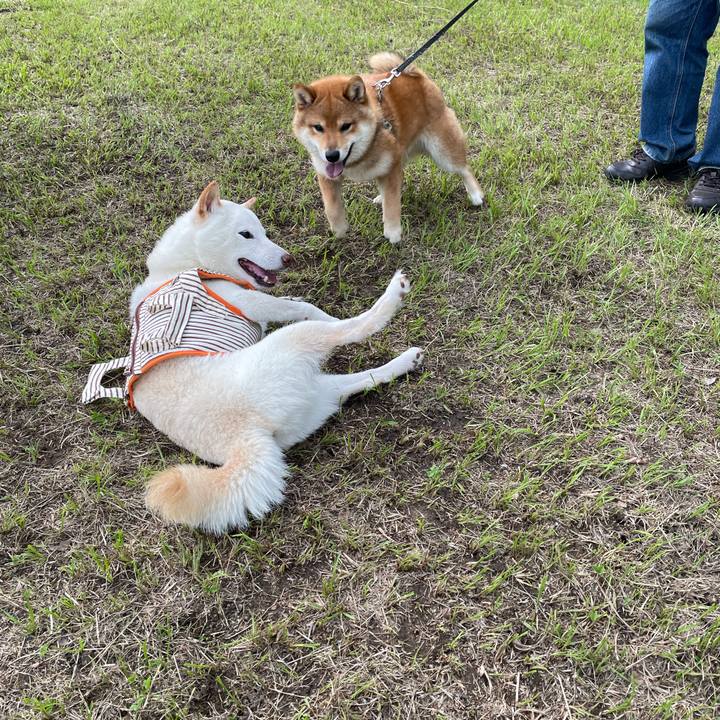 2e74f295 f81b 4536 a5f7 2d66a47ca97a 1655044547640